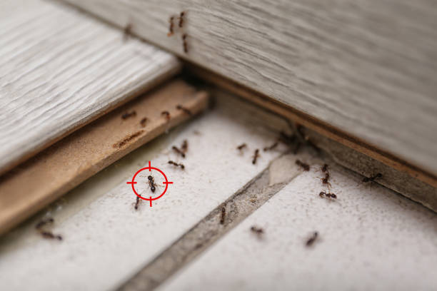 Best Pest Inspection Near Me  in North Oaks, MN